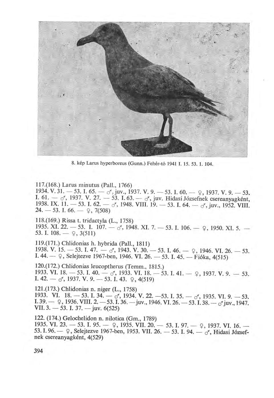 8. kép Larus hyperboreus (Gunn.) Fehér-tó 1941 I. 15. 53. 1. 104. 117.(168.) Larns minutus (Pali., 1766) 1934. V. 31. 53. I. 65. c/juv., 1937. V. 9. 53. I. 60. Ç, 1937. V. 9. 53. I. 61. o*, 1937. V. 27.