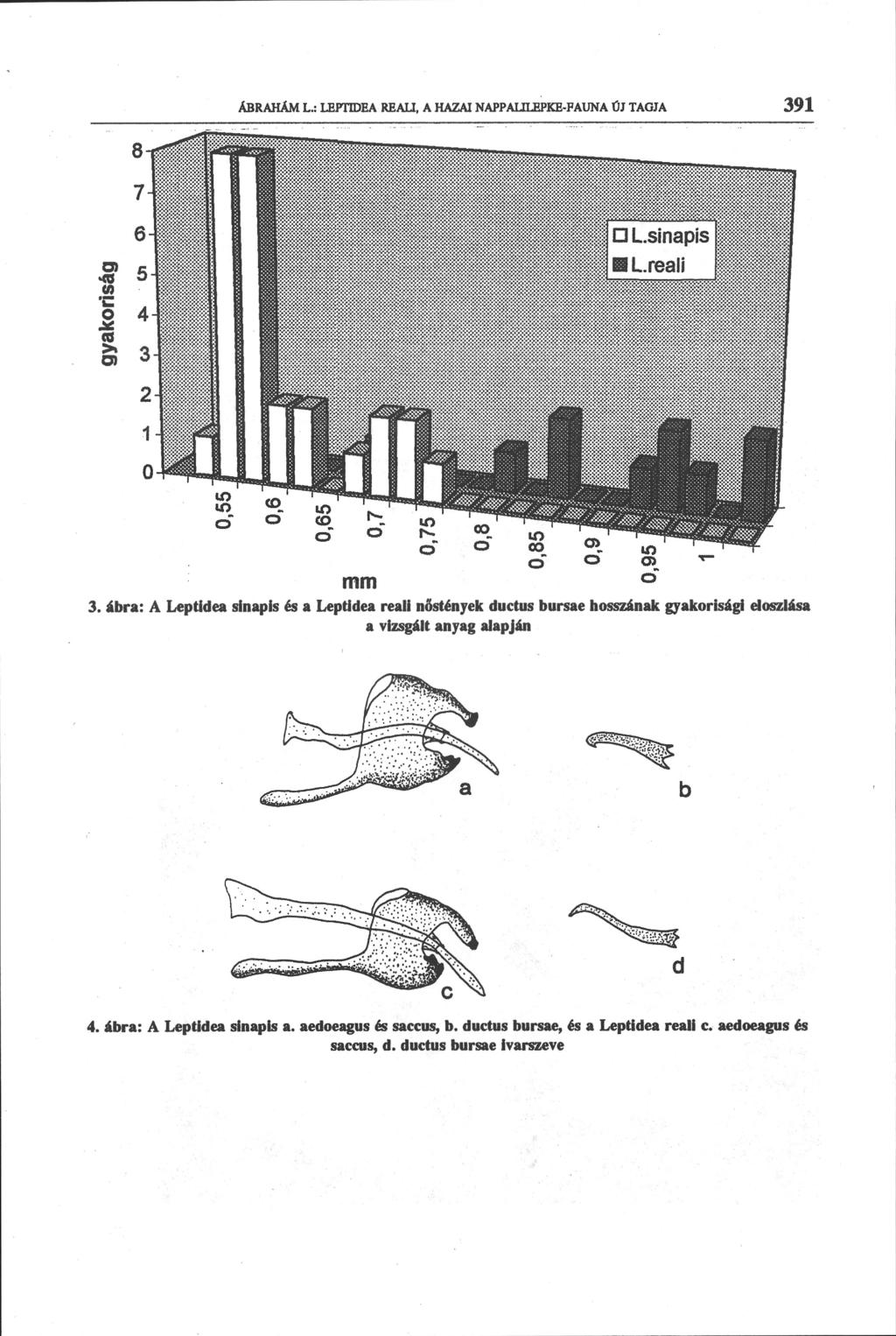 ABRAHAM L.: LEPTTOEA REAU, A HAZAI NAPPAULEPKE-FAUNA ÜJ TAGJA 391 3.