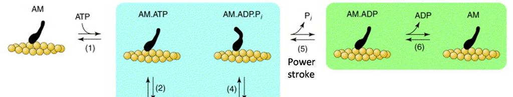 1.1.2 A miozin ATPáz ciklus A miozinok közös tulajdonsága, hogy katalizálják az ATP hidrolízisét és az így felszabaduló energiát mechanikai munka végzésére fordítják.
