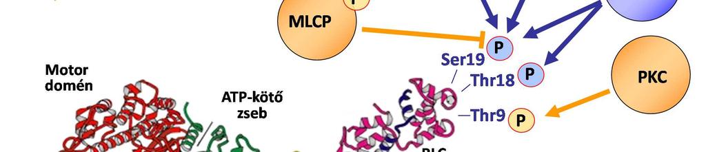 A foszforilációnak nemcsak aktiváló, hanem gátló funkciója is lehet a miozinra nézve: a protein kináz C például a Thr9 foszforilálásával csökkenti a Ser19-foszforilált miozin affinitását az aktinhoz,