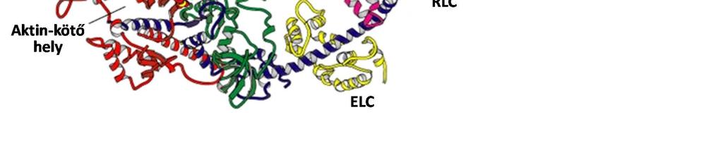 A nem-izom miozinok in vivo regulációja a foszforiláció és defoszforiláció komplex egyensúlyán alapul a különböző kinázok és a miozin könnyűlánc foszfatáz, illetve az azokat szabályzó hatások között