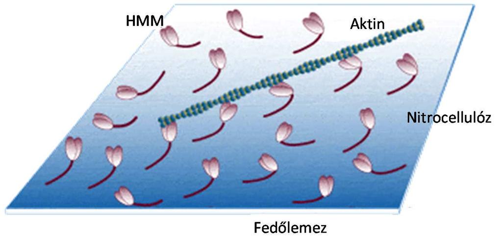 12. Ábra. Az in vitro motilitási próba sematikus elrendezése. Módosítva D. Warshaw nyomán 7. 3.5 