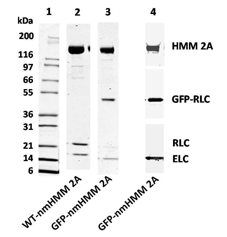 4 EREDMÉNYEK 4.1 GFP-RLC HATÁSA A NMHMM2A MŰKÖDÉSÉRE 4.1.1 GFP-nmHMM2A tisztítása Kísérleteink során egy korábban már sikerrel alkalmazott rekombináns fehérjével, a bakulovírus/sf9 rendszerben előállított nem-izom miozin 2A-val dolgoztunk.