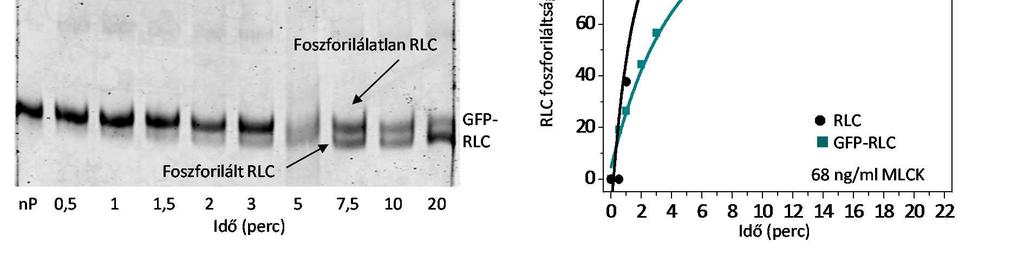 A másik kísérleti elrendezésben az enzimreakció során az MLCK [γ- 32 P]ATP felhasználásával foszforilálta a nmhmm2a regulatórikus