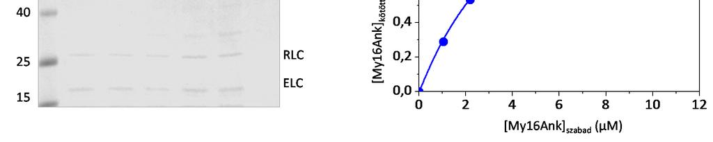 (B)). 23. Ábra. (A) Ultracentrifugálást követő pellet SDS-PAGE képe: mólsúly marker (1), skmyo2 koszedimentációja 0; 1,7; 3,4; 6,7; 10; 13,4 μm My16Ank-nel (2 6), My16Ank önmagában nem ülepedik (7).