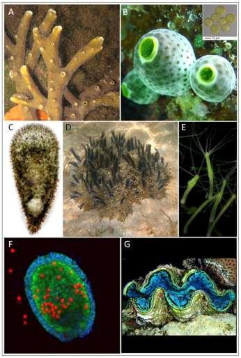 Examples of diverse photosynthetic animals with varied symbionts Examples of diverse photosynthetic animals with varied symbionts.