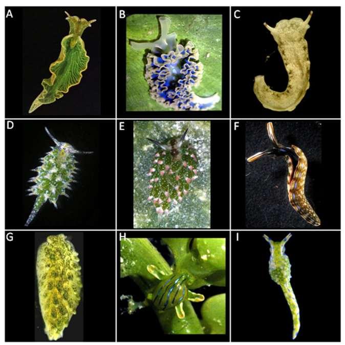 (A) Elysia chlorotica (B) Elysia crispata, (C) Plakobranchus ocellatus, (D) Costasiella ocellifera, (E) Thuridilla gracilis, (F)