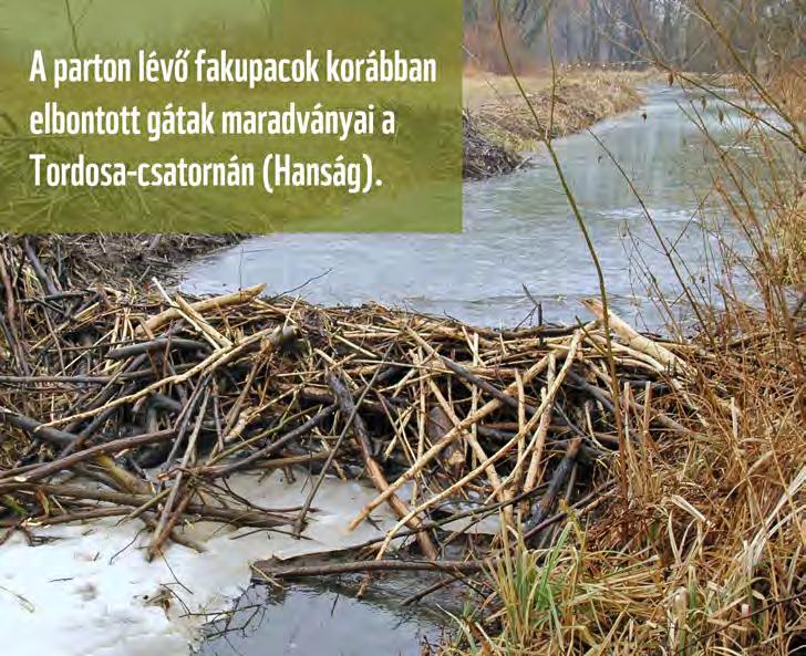 kedvez, vannak olyan fajok, amelyek emiatt eltűnhetnek.