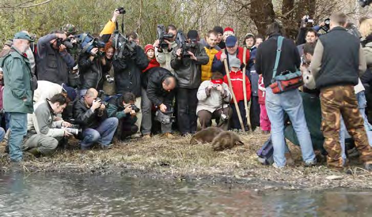 Hódok a Kárpát-medencében kihalás, telepítések, terjedés.