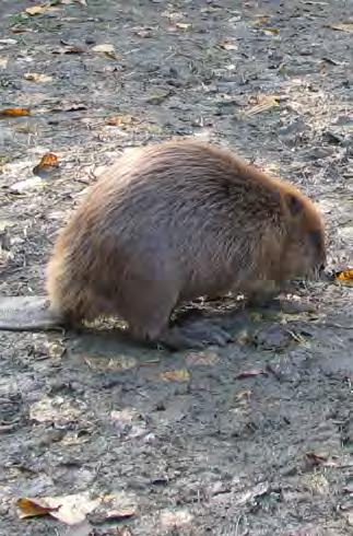 A Természetvédelmi Világszövetség (IUCN) 2008-ban a mérsékelten fenyegetett (Near Threatened) kategóriából a nem fenyegetett (Least Concern) kategóriába sorolta a fajt. Szerepel a Berni Egyezmény III.