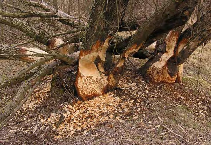 TÁPLÁLKOZÁS Fotó: Czabán Dávid csökkentik az táplálkozásra fordított energiát és a ragadozók jelentette veszélyt, de ha a parton már elfogyott az összes fa, kénytelenek távolabbra menni (Fryxell,