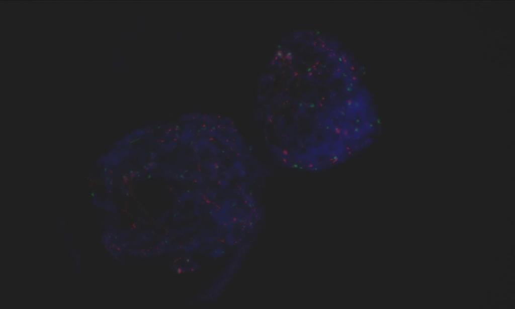 Molekuláris citogenetika a molekuláris genetika és a