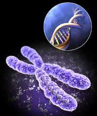 genetikai funkcióját vizsgálja molekuláris szinten