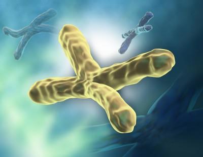 ISH mitótikus kromoszómákon az első FISH kísérleteket mitotikus kromoszómákon végezték kromoszómák morfológiai tulajdonságai pontosan megfigyelhetők