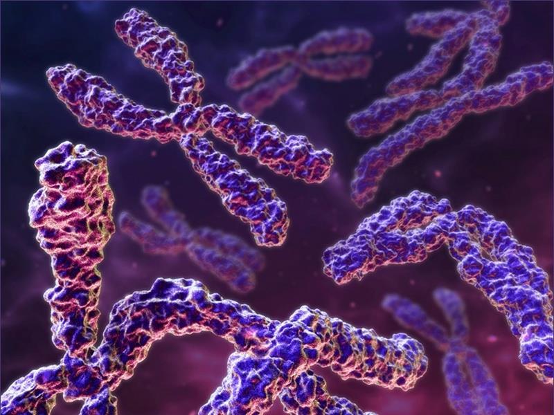 Kromoszómák A sejt genetikai információit hordozó DNS általában kromoszómának nevezett
