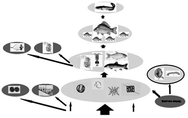 Zooplankton zsákutca egy halastóban újból visszakeveri a tó nyíltvizébe.