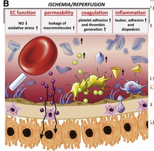 Glycocalyx Bernard M. et al. Circulation Research.