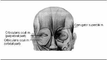 A m. corrugator supercilii hasonlóan viselkedik mint a larynx és a rekesz, és