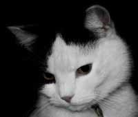 69. Húzd alá a jellemzésben a mellékneveket. Az én cicám nagyon okos állat. Fehér és fekete foltos a bundája. Kicsi a füle, nagy a bajusza. A szeme zöld színű. Puha a tappancsa.