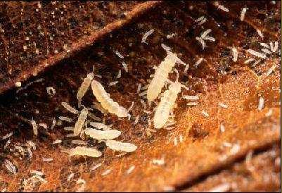 Ökotoxikológiai tesztek A szennyezıanyagok környezetre gyakorolt ökológiai hatását tanulmányozhatjuk Folsomia candida (Collembola): Akut, egy fajt alkalmazó teszt érzékeny reakció a