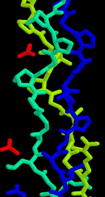 α-hélixből feltekeredő coiled-coil szerkezet, balmenetes