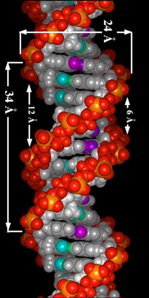 A DNS térszerkezete: jobbmenetes kettős hélix, körülbelül 10 nukleotidpárral helix menetenként. A spirálokat -hidak tartják össze.
