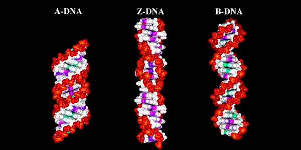 jobbmenetes α-hélix balmenetes α-hélix jobbmenetes α-hélix Az A-DNS hélix tömzsibb és rövidebb mint a B-DNS, a főtengelyhez képest a bázispárok síkja döntött ( képest 19 o ).