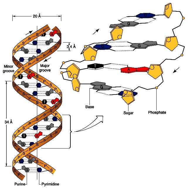 DNS: A bázispárok közötti molekuláris kölcsönhatások csak a 3D-ben nyerik el valódi jelentőségüket: timin 2,8 Â