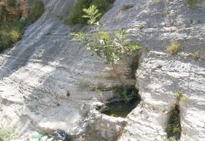 104 SOLT PÉTER et al. 2. kép. Felső-kréta tűzköves mészkő a Bánjász-folyó völgyében Photo 2. Upper Cretaceous cherty limestone in the valley of the Baniyasriver Margat körül több helyen megmintáztunk.