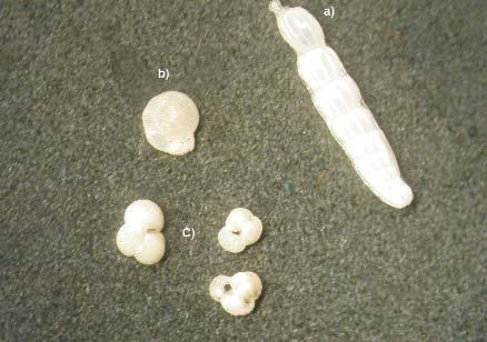 A bentosz domináns fajai a Bolivina arta (MACFAYDEN), Heterolepa bellincionii (GIANNINI- TAVANI), Nonion commune (D ORBIGNY) és a Textularia gramen (D ORBIGNY), míg a plankton uralkodó taxonjai az