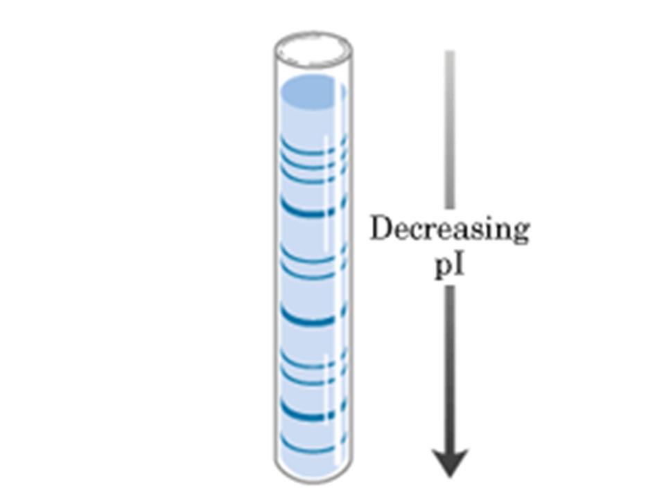 The application of the method ph gradient in a thin tube filled with gel; Electrophoresis in this medium; During the running the ph is changed around the protein and the net charge is decreasing.