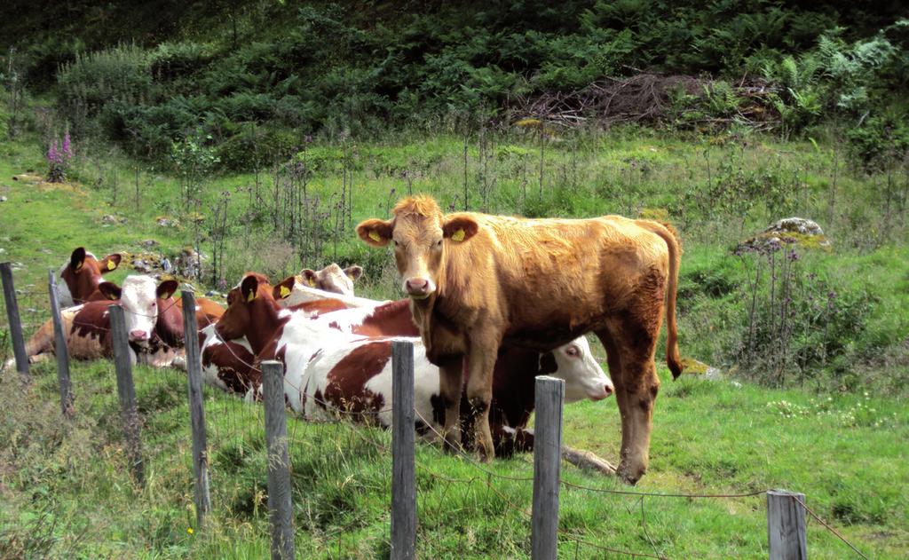 46 2. ábra. A tejgazdaságokra csak a legelő tehenek utalnak a tájban (Fjærland, Sogn og Fjordane) (fotó: Makádi M.