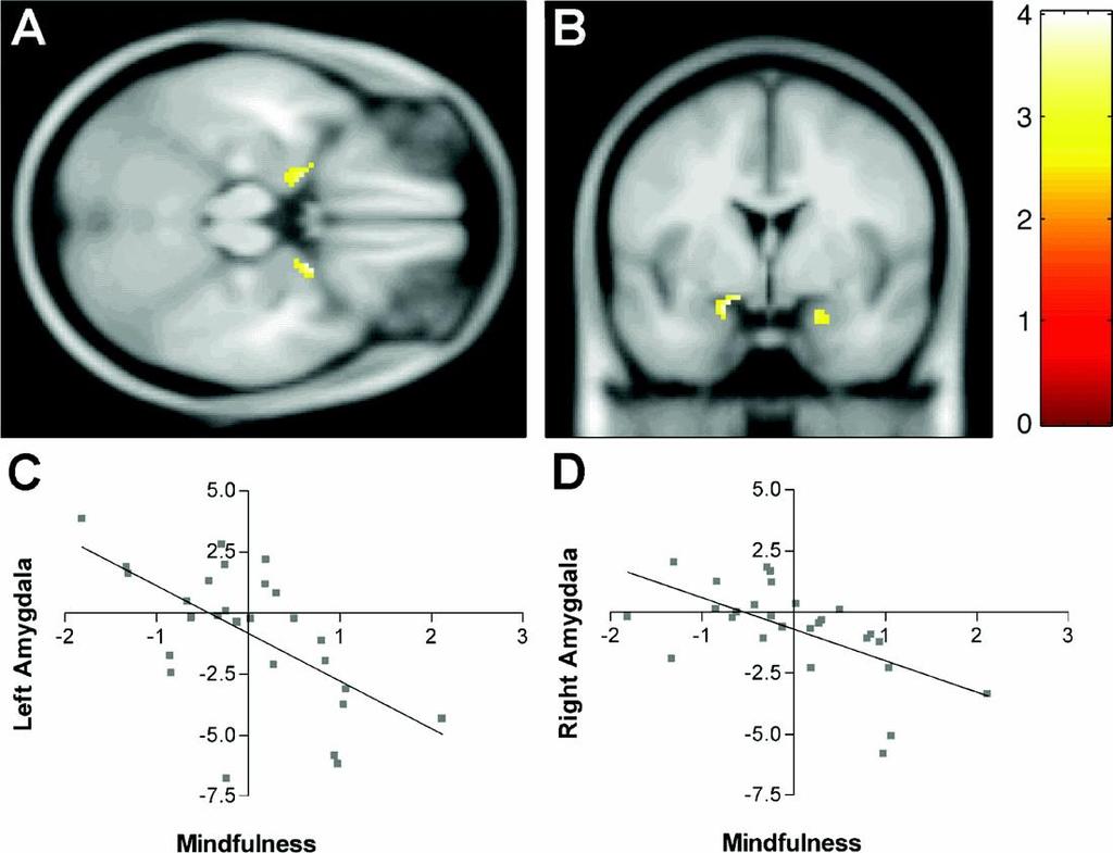 Az amygdala aktivitása a tudatosság függvényében