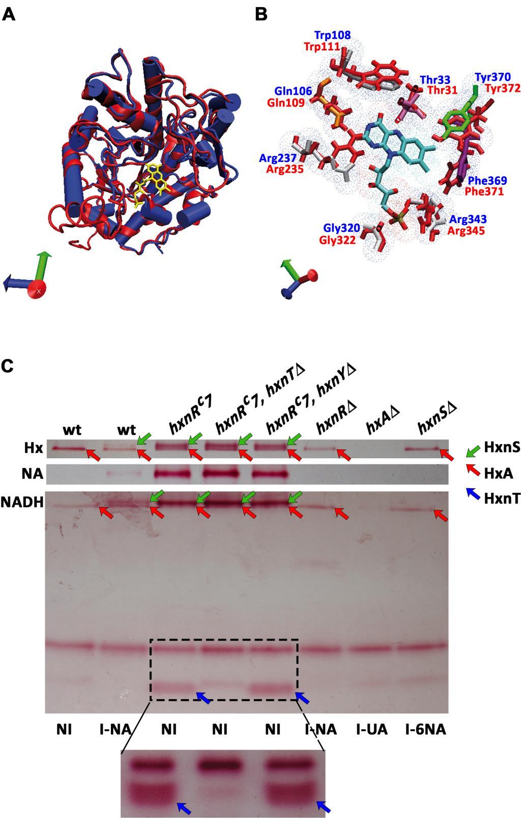 19. ábra: A HxnT, egy FMN flavin-oxidoreduktáz A: A hxnt modelljének (piros szalag) ráhelyzése a 12-oxopfitodienoát-reduktáz-3 szerkezetére (OPR, kék henger).