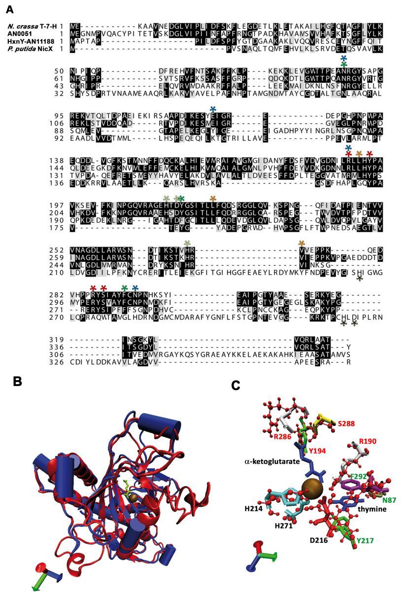 Az NCBI-Blastp alapján a HxnY egy α-ketoglutarát függő dioxigenáz, ami a Neurospora crassa nagyon jól jellemzett timin-7-hidroxilázával 26% (T-7-H (Li és mtsai., 2015), az A.