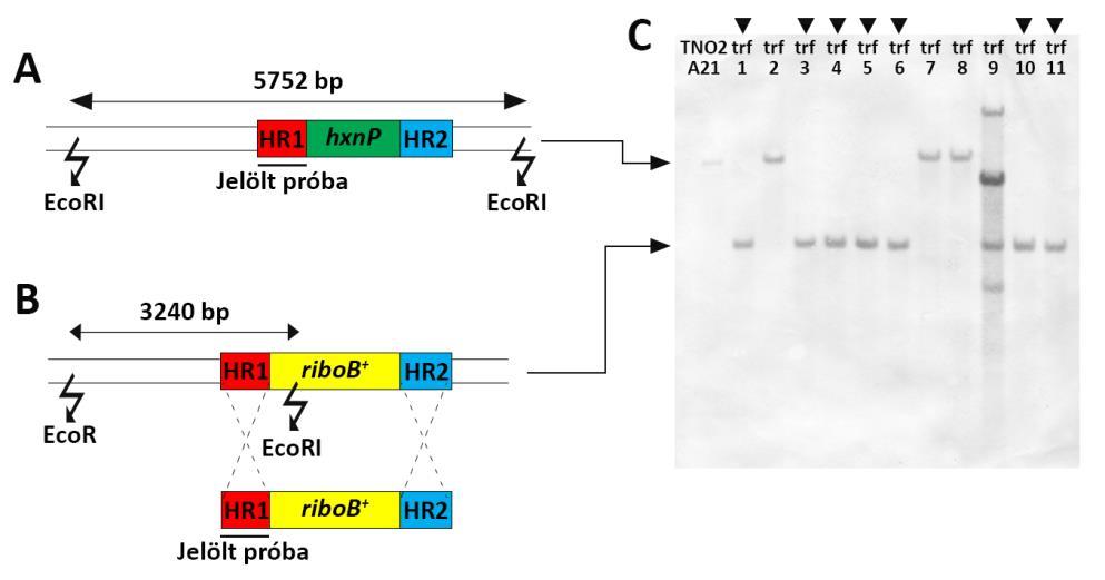 törzseket. Ezután Southern blot analízist is készítettünk, amelynek eredményeként a 11 tesztelt transzformáns közül 7-ben találtunk egykópiás integrációt a hxnp lókuszban. 24.