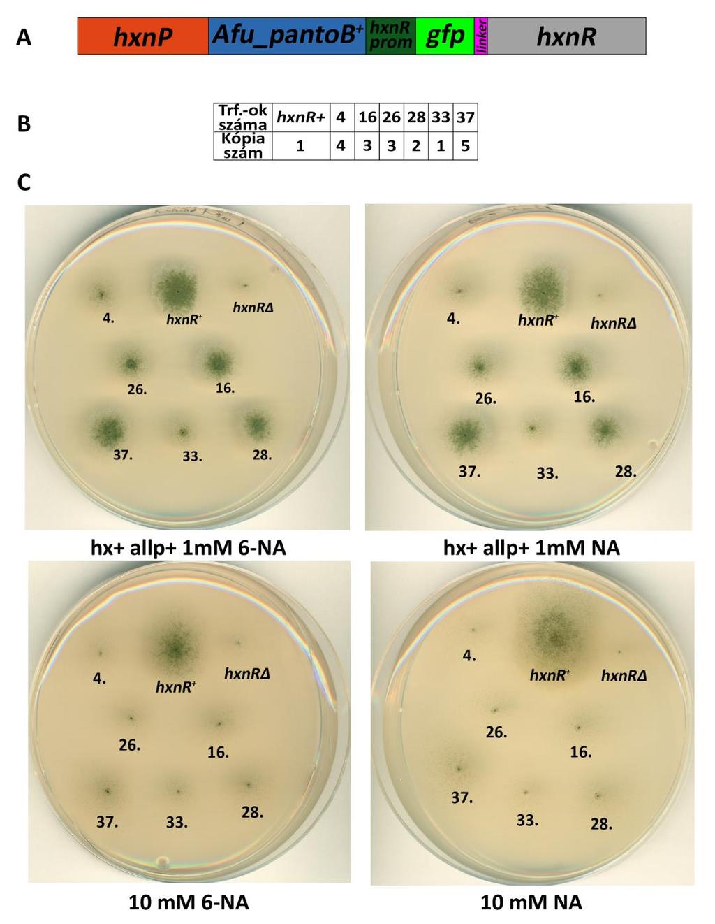 36. ábra: N-terminális gfp fúziós kazettával történő transzformálást követően izolált transzformánsok vizsgálata A: Az 5 komponensű N-terminális gfp fúziós kazetta sematikus ábrázolása B: A