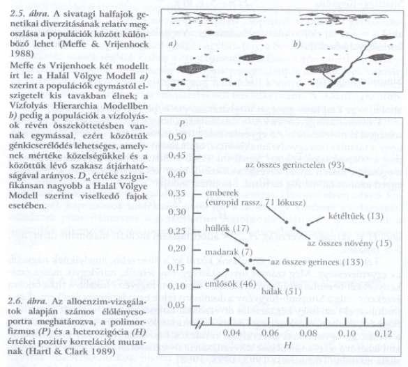 Genetikai sokféleség Genetikai diverzitás mérése Fajon belüli genetikai diverzitás (H t ) H t =H s +D st