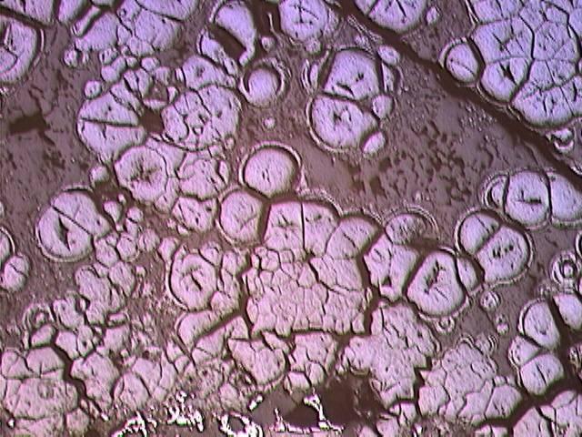 (1N) P P U U 250 µm Idiomorf piritre (P) ránőtt gömbös