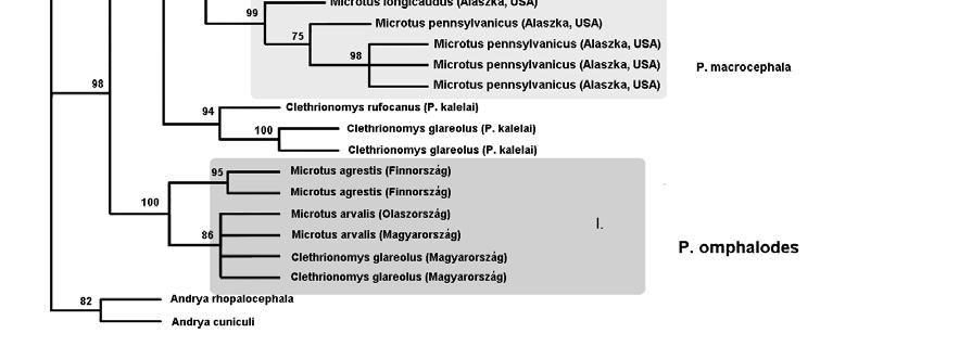 ábra). Hasonló eredményeket kaptunk, ha más fajok szekvenciáit használtunk outgroup -ként. 3. ábra. Filogenetikai rokonság a mtdns haplotipusok között a P. omphalodes formakörnél Az I.