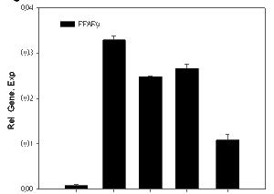 PPAR antagonista hatása humán PPAR, FABP4, CD36 és TG2 génjeinek kifejeződésére makrofágok PPAR CD36 FABP4 TG2 Mo M PPARγantagonista Dex.