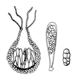3.1.1 A Pyrenophora teres f. teres, a P. teres f. maculata és a P. graminea taxonómiája és nevezéktana A Pyrenophora Fr.