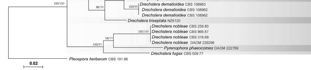 (2014)) CROUS és munkatársai (1995) vizsgálataik során egy P. japonica izolátum és a P. teres f. maculata típusizolátum teljes genomi DNS-RFLP-mintázatai között 93%-os hasonlóságot mutattak ki.