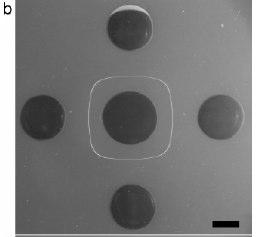 040 M, vastagsága: 3,2 mm; (2) központi tartály sugara: 10 mm, [NaOH] = 2,50 M (750 µl); (3) a külső tartályok sugara 9,0 mm, [HCl] = 3,020 M (505 µl). A skála 1 cm-t jelöl.