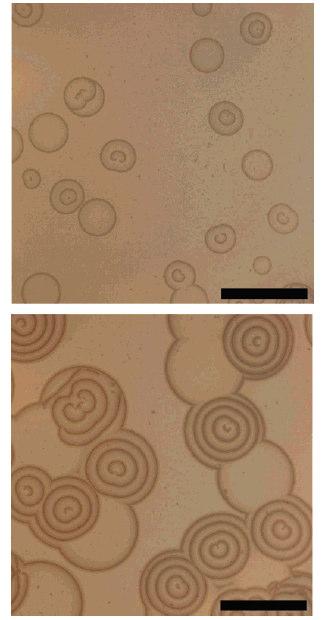 A képek t és t + 390 s időpontban készültek. A skála 1 cm-t jelöl. Jobb oldali ábrák: Dupla spirálok terjedése az alumínium-hidroxid csapadék rétegében.