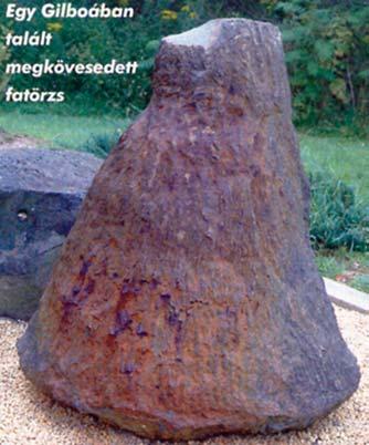 A molyok esetében a hernyó fehéres színû, világosbarna fejjel, jól kivehetõ lábakkal; az ürülék vékony szálakkal átszõtt, a kibújási nyílás ovális.