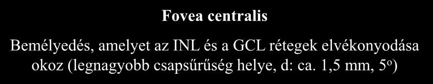 Foveola A fovea központi része, ahol minden fotoreceptor csap (d: 0,35 mm) Fovea centralis Bemélyedés, amelyet az INL és a