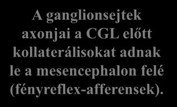 (fényreflex-afferensek).