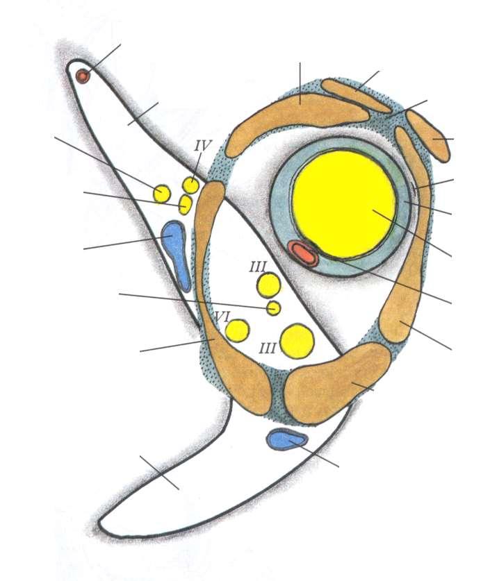Az orbitába belépő képletek elölről nézve (jobb oldal) Arteria meningea recurrens Nervus lacrimalis Nervus frontalis Vena ophthalmica superior Nervus nasociliaris M.