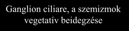 Mesencephalon Pons N. Westphal- Edinger (III.) Ganglion trigeminale Ganglion ciliare, a szemizmok vegetatív beidegzése R. inf. n. oculomotorii Radix brevis (motoria) M. ciliaris, M.